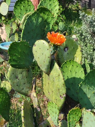 Opuntia 'TEXANA' South Texas PRICKLY PEAR CACTUS San Antonio Botanical Gardens - Picture 4 of 6