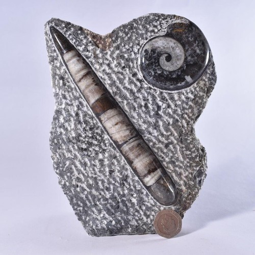 Orthoceras Goniatite Ammonite Fossil Sculpture Statue Fossil Plaque Freestanding - Picture 4 of 14
