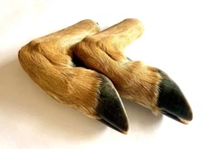 Pair of Cured Whitetail Deer Hooves. Deer Feet with Mounting Hardware. Taxidermy