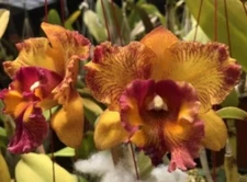 Fragrant Orchid BrassocattleyaHusserman's Starfire Times S Mounted & Extra Mount