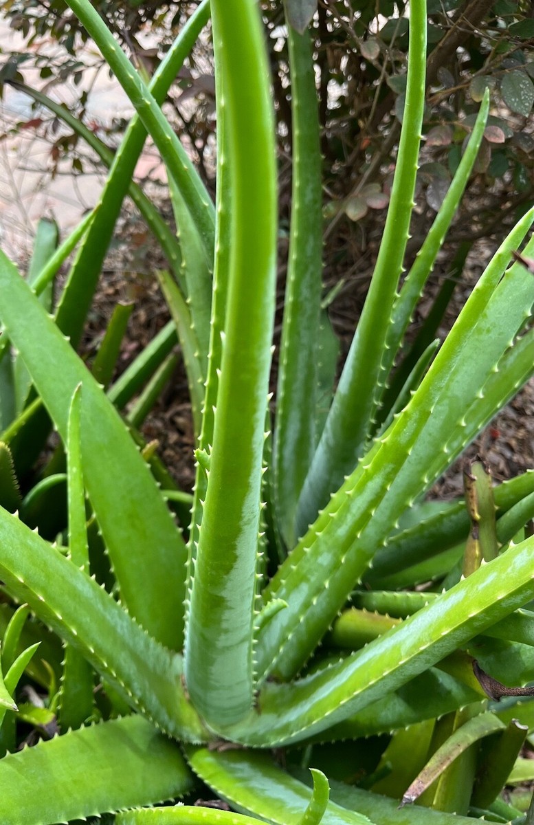 hagebaumarkt aloe vera Bergland main image 1