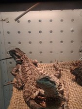 Hammock Reptile Bearded Dragon Tank Lizard Terrarium Accessories Plants Vines