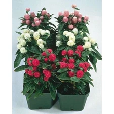 Gomphrena Seeds Gomphrena Gnome Mix 50 Seeds