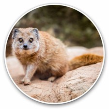 2 x Vinyl Stickers 30cm - Yellow Mongoose Wild Animal Cool Gift #16845