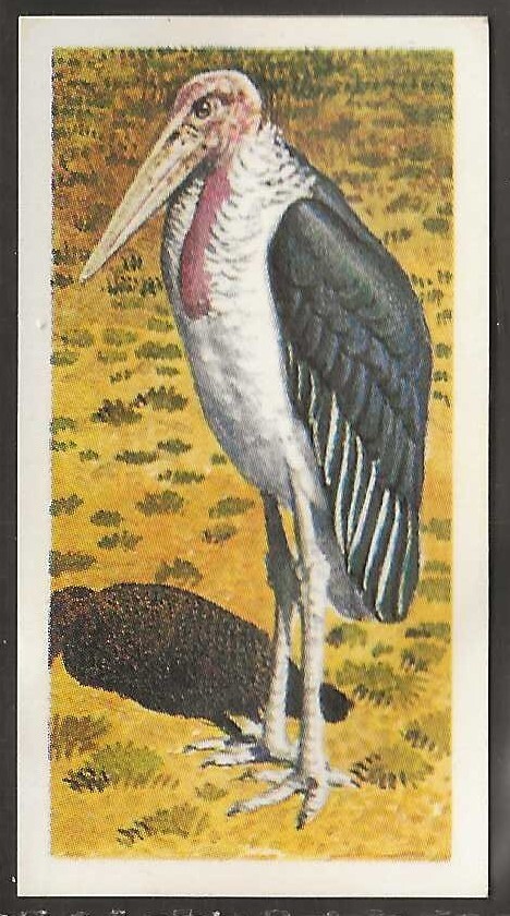 BROOKE BOND (TEE) - (RHODESISCHE) AFRIKANISCHE VÖGEL 1965 - #06 - MARABOU STORCH