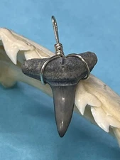SHARK TOOTH PENDANT . 7/8 Inch Fossilized LEMON Shark Tooth From Bone Valley Fl 