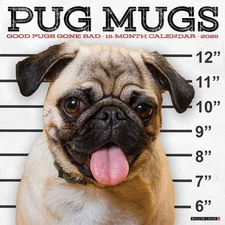Pug Mugs 2026 12" x 12" Wall Calendar (free shipping)