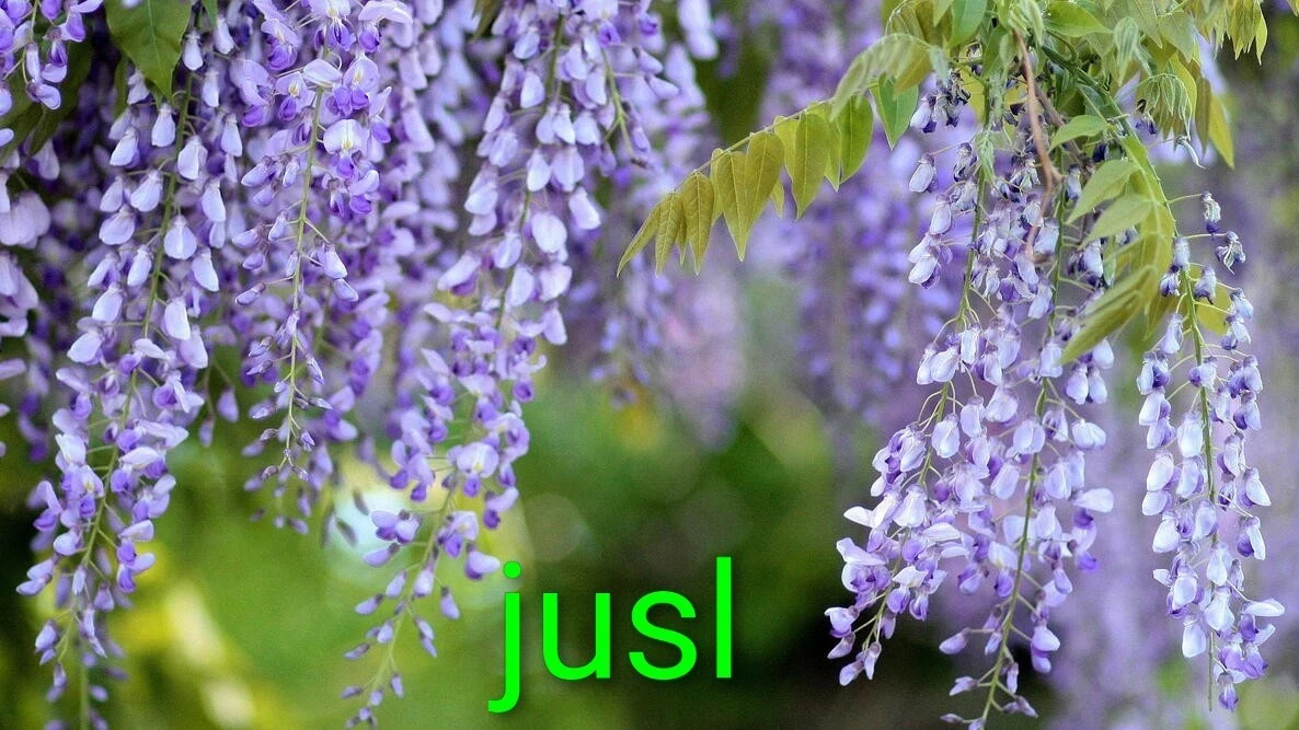 Wisteria Vines for sale | eBay