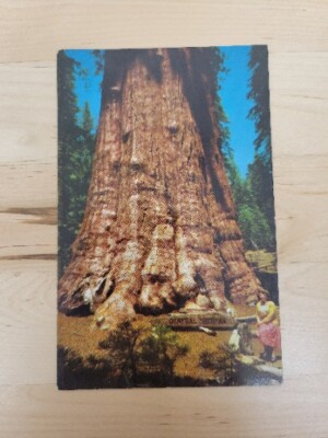 General Sherman Tree, Sequoia National Park, California, USA Vintage Postcard 