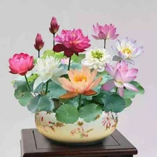 15pcs Mixed Color The Sacred Bonsai Lotus Flower Seeds Indoor Outdoor Pond