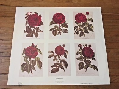Rose Art Botanical Art Print Types of Roses Flower Chart Vintage Art Decor