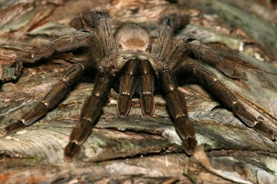 0.5'' Costa Rican Orange Mouth Tarantula(Psalmopoeus reduncus)