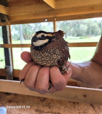 24 + Northern Bobwhite Quail Fertile Hatching Eggs NPIP