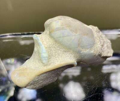 LARGE 100 Carat Opalized Fossil Clam Shells In Matrix! All Natural! Nice Color!