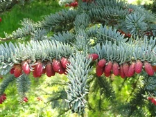 Noble Fir (Abies procera), 10 seeds