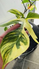 Philodendron Florida Beauty High Variegation RARE — 5”