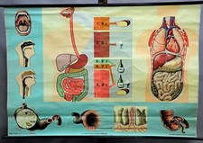 Schulwandkarte Medizin Rollbild vintage Poster Verdauungsweg Nahrung Organe