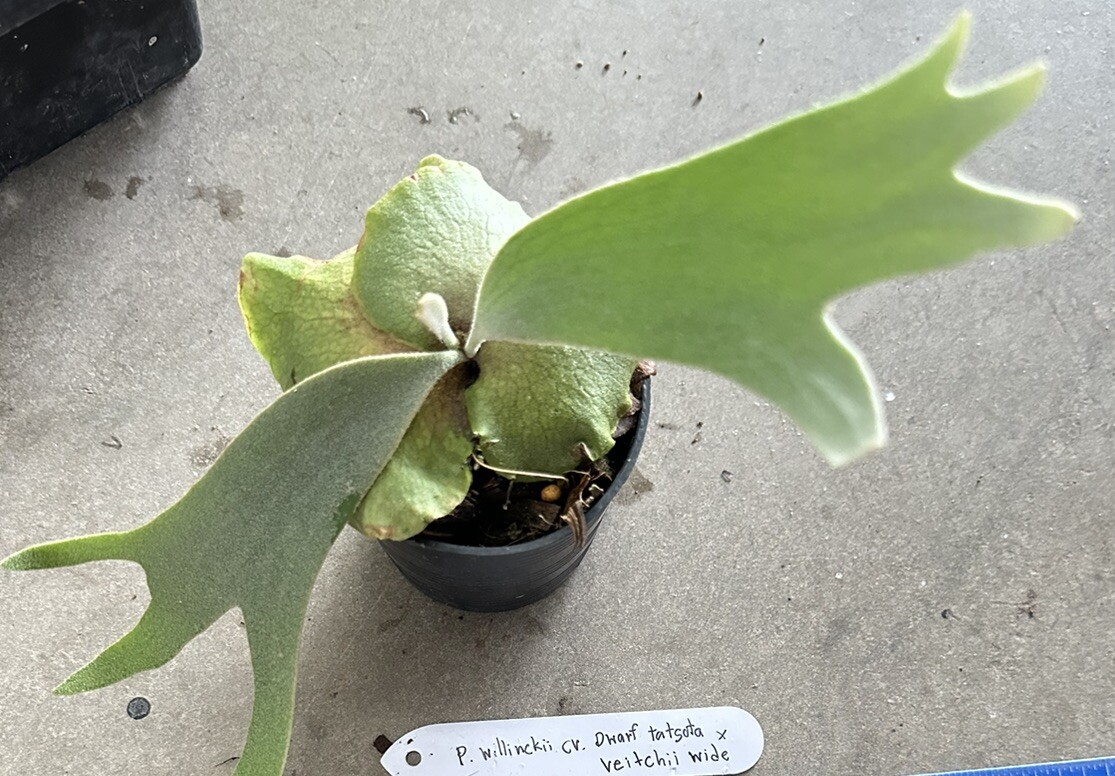 Platycerium Willinckii cv Dwarf tatsuta x Veitchii wide