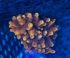 🌈 Chicago Sunburst  Anemone RBTA, clownfish hosting, clones of Photo/WYSIWYG