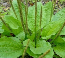 PLANTAIN SEEDS 300+ PLANTAGO MAJOR herb GARDEN perennial TEAS FREE SHIPPING