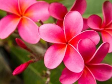 Pink Plumeria Fresh Starter Cutting Single Head 10inch Unrooted x2