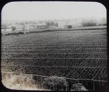Glass Magic Lantern Slide A HOP PLANTATION C1910 PHOTO AUSTRALIA FARMING