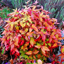 Nandina Domestica Fire Power Evergreen Shrub - XXL Large 3Lt Pot Flowering Plant