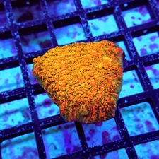 WYSIWYG - WWC Stellaria Chalice