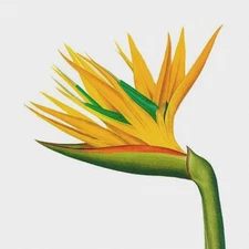 Orenco Originals Redoute  Bird of Paradise Flower Counted Cross Stitch Pattern