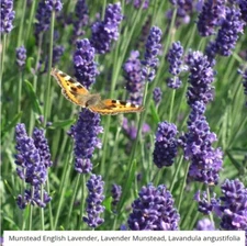 LAVENDER, MUNSTEAD Perennial Container Garden Medicinal Dried Non-GMO 200 Seeds!