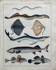 Knurrhahn Raie Neunauge Esturgeon Requin Poissons Estampe En Acier Colorée