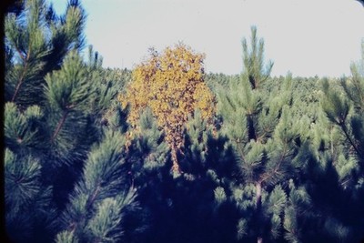 RED BORDER SLIDE A lone golden tree in a dense pine forest.