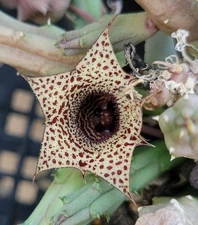 Huernia volkartii var. repens (cactus - succulent - plant)