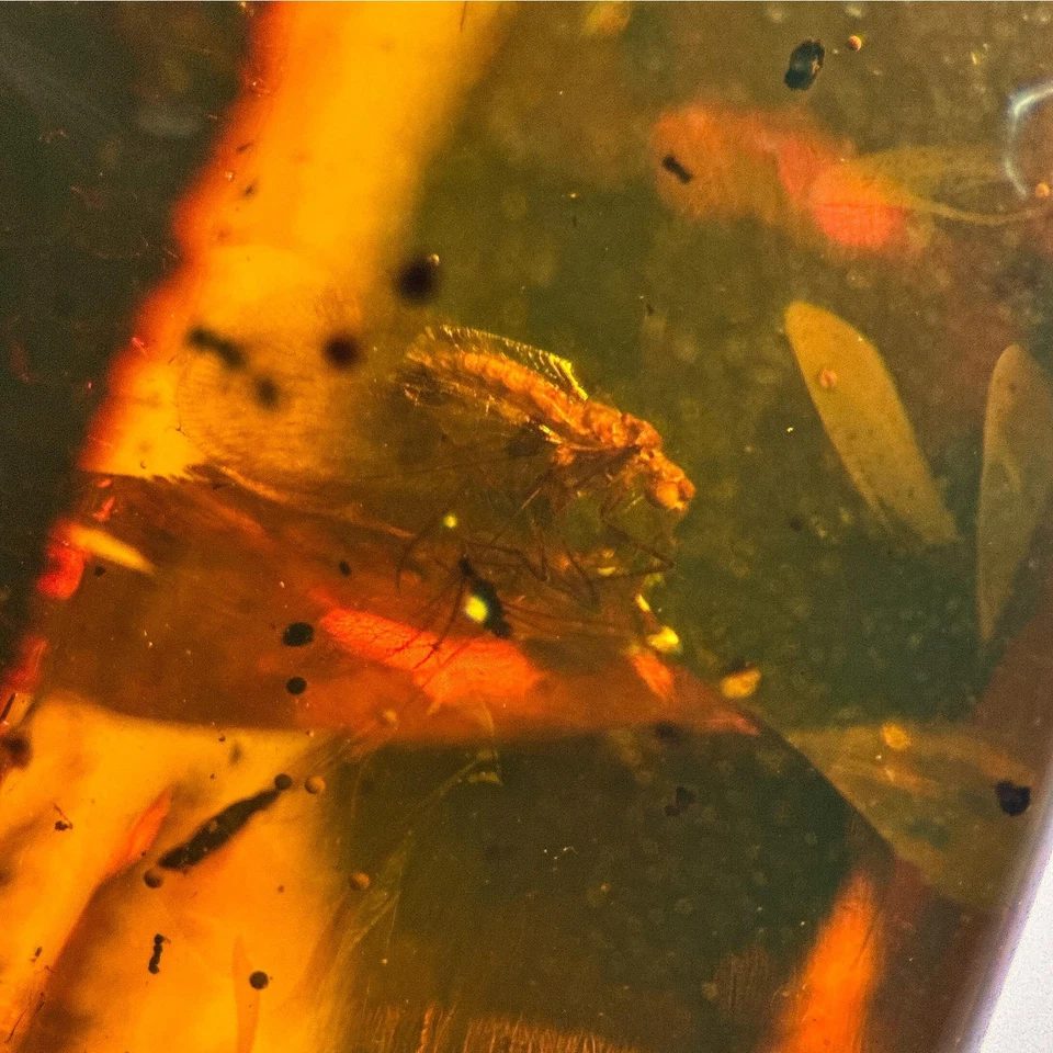 NEUROPTERA in Burmese / Burmite amber fossil / 100% genuine amber - Image 2 of 4