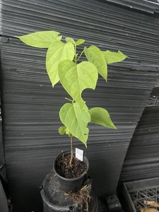 Northern Catalpa