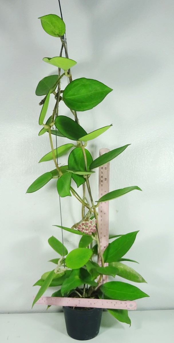 Hoya icensis 023 (Hoya Patcharawalai 023) 18 Inches Plant, RARE | eBay
