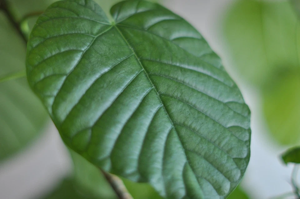 Objectif Nikon Nikkor-S.C Auto 55 mm f/1,2 non-Ai #73427 MF pour monture F Ex... - Photo 2/4