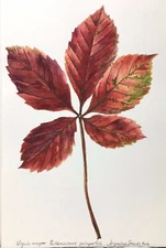 Virginia Creeper Watercolor, matted
