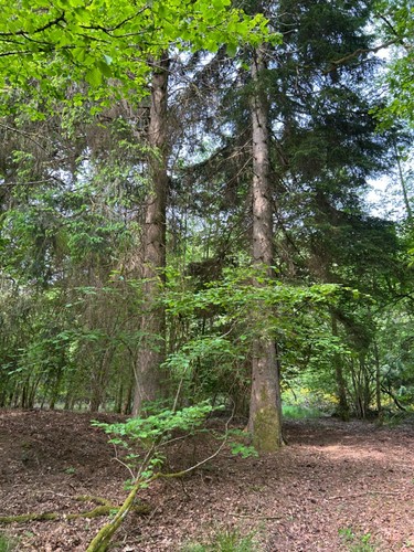 Waldgrundstücke, (Eichen) in Nohfelden-Wolfersweiler, Saarland, 15.199 qm, - Bild 9 von 10