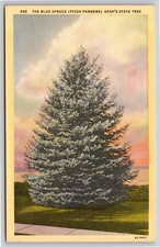Utah~Blue Spruce State Tree~Vintage Linen Postcard