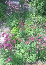 100+SEEDS AQUILEGIA MIX BICOLOR COLUMBINE TOWER DOUBLE PLEAT FLOWER PERENNIAL