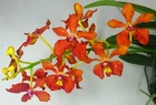 Renanthera storiei x Vanda denisoniana, Blooming Size, Large Orchid Plant, Rare