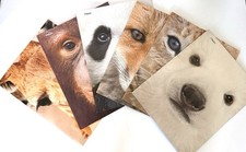 Mead 2-Pocket-3 Hole Laminate Folders,  6 PK  Fun Animal Designs New Free Ship