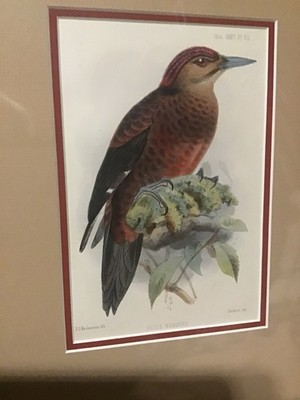 Antique Bird Lithographs By J Smit and JG Keulmans