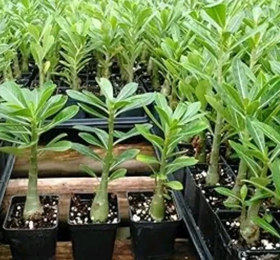 7 Adenium Obesum Y Una Opuntia - Image 3 of 3