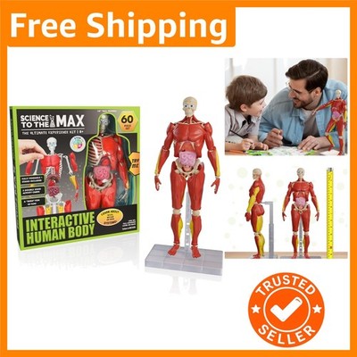Ultimate 60-Piece Poseable Human Anatomy Kit   Engaging STEM Educational Toy