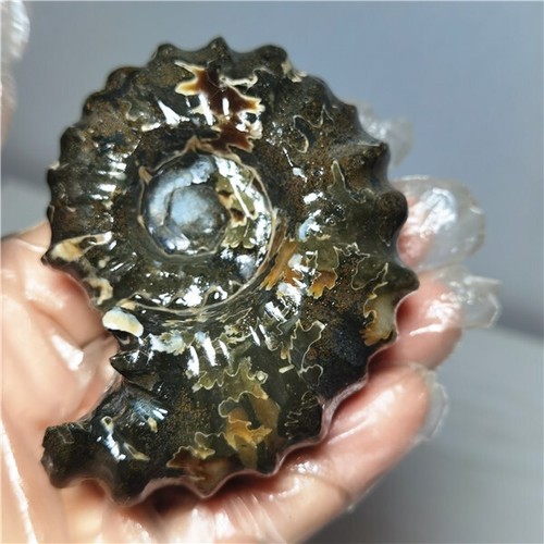 172g Ammonite specimens of natural conch from "goat's horn" of Madagascar L781 - Picture 5 of 10