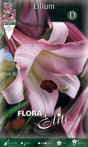 Lilium Trumpet Pink Perfection (opakowanie 1 bulbo) - Zdjęcie 1 z 1