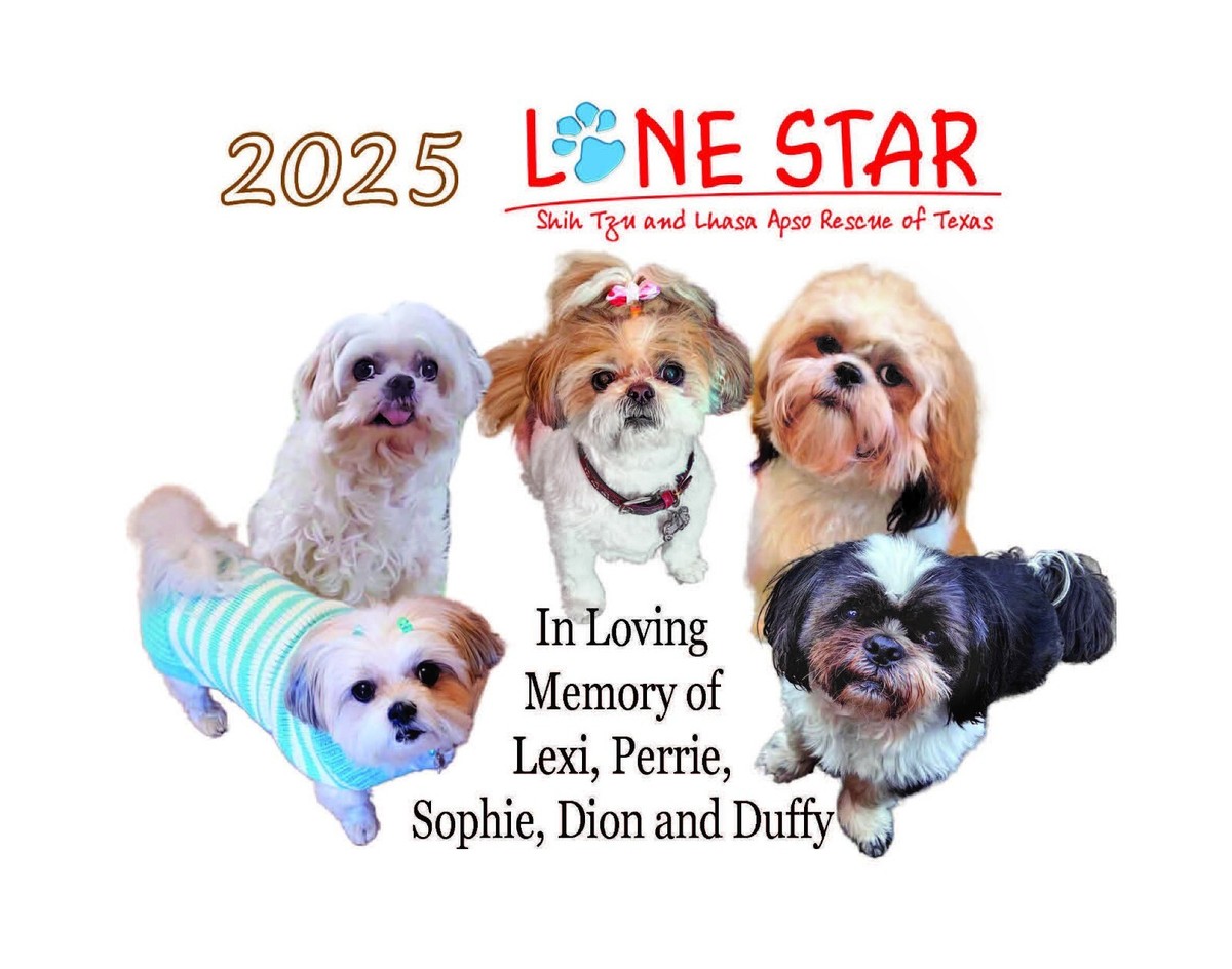 Dog Adoption Shih Tzu Rescue Centre Animal Rescue Shih Tzu Rescue