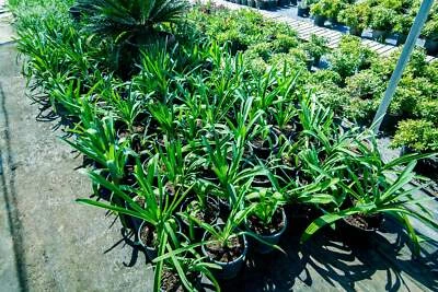 SEEDVILLE USA 20 PREGNANT ONION SEEDS aka False Sea Onion Lily Ornithogalum Caudatum Flower Go